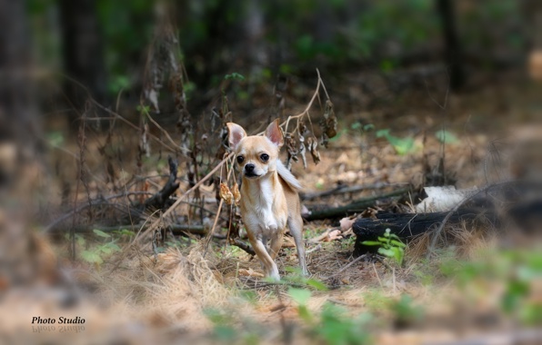 Wallpaper Chihuahua Wood Branches Grass Animals