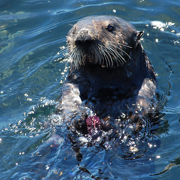 Sea Otter Pictures Wallpaper Of