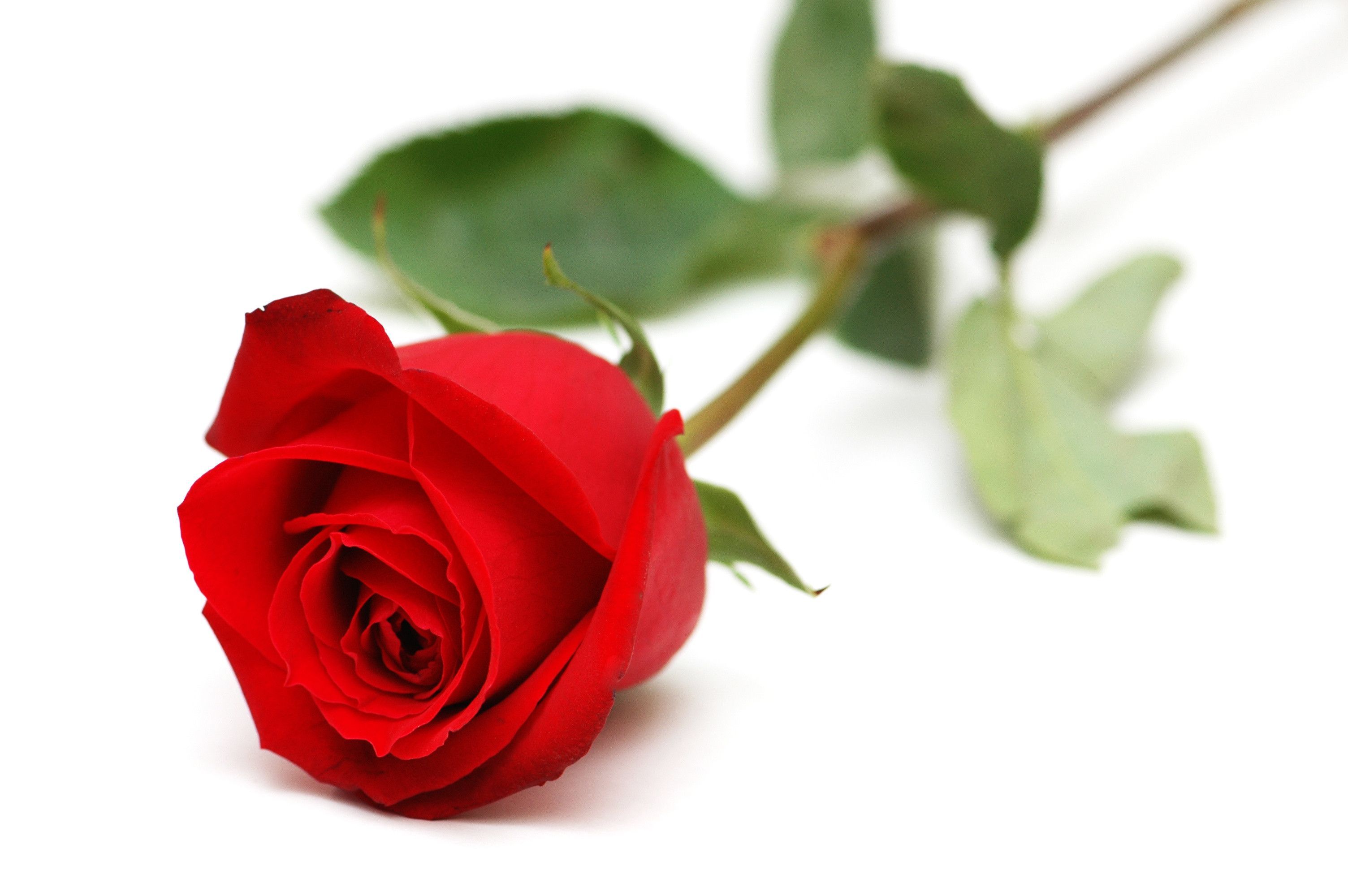 Red Rose Background Related Keywords Amp Suggestions