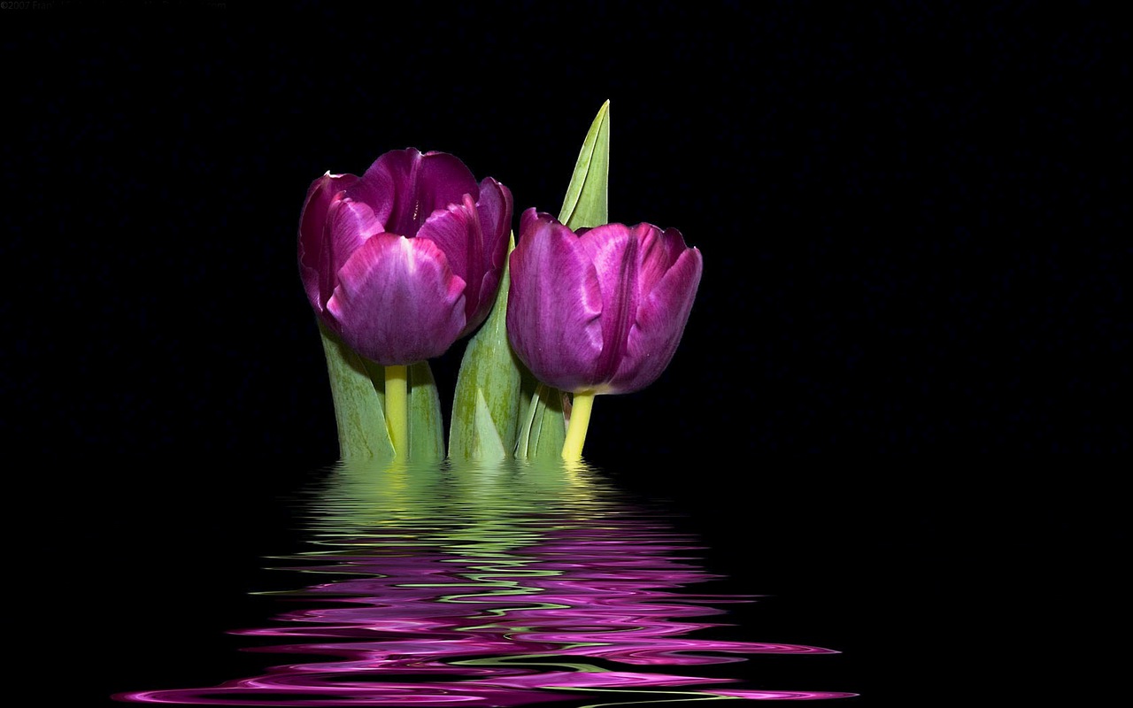 Purple Tulips Background