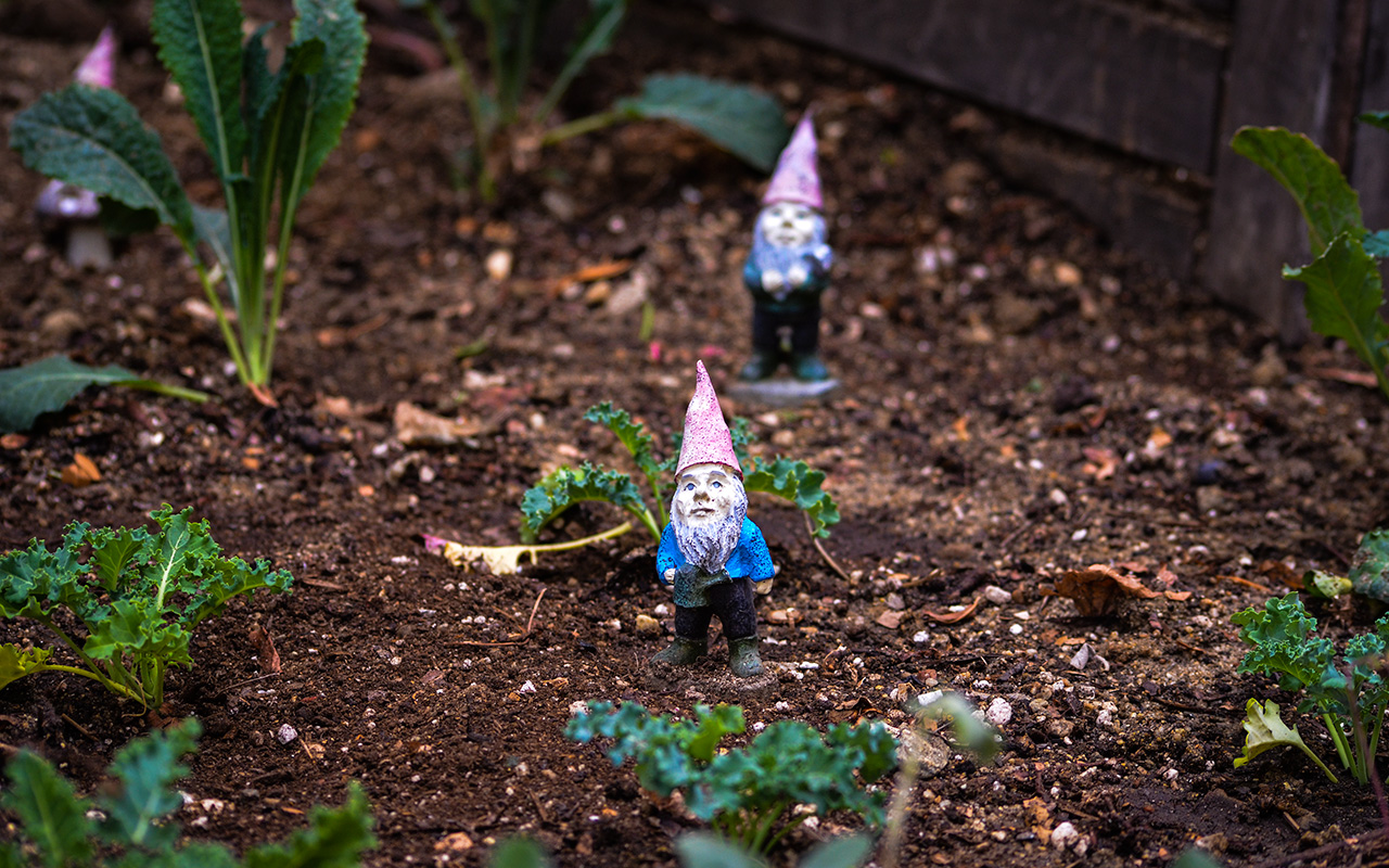 Gnomes N Kale Photograph By Terry Majamaki