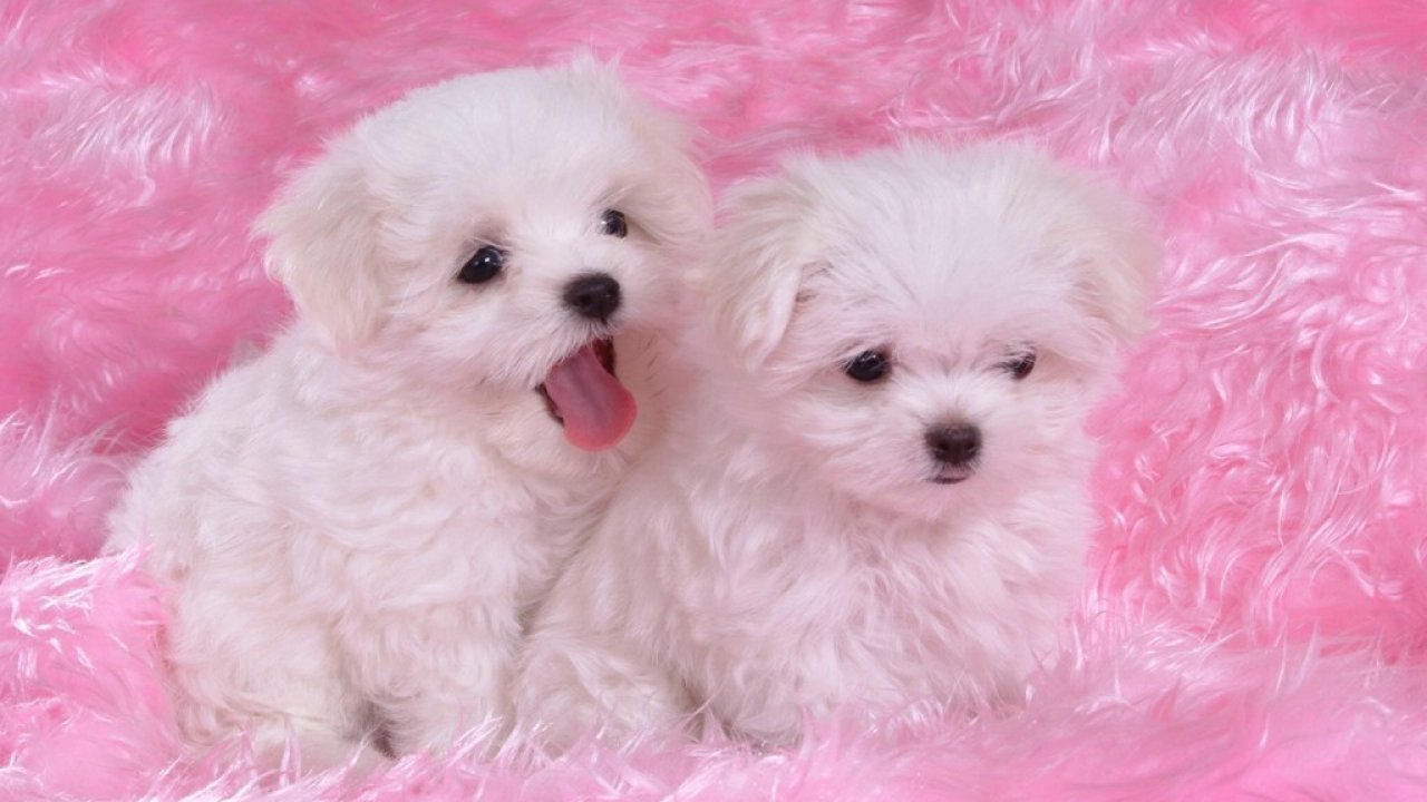 Cute Puppies Wallpapers 9171 HD Wallpapers Puffy Dogs Best