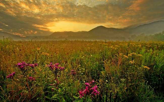 Wele To Tanelorn A Field Of Late Summer Blooms Wallpaper