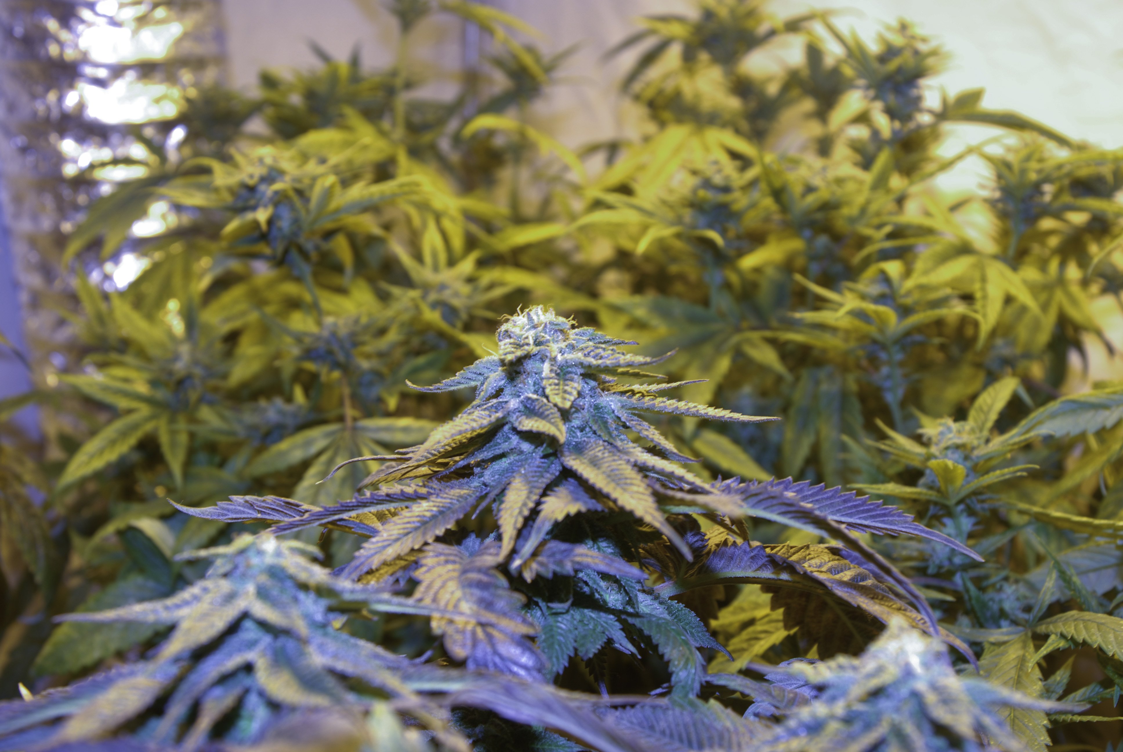 Marijuana Weed Mary Jane Drugs Wallpaper
