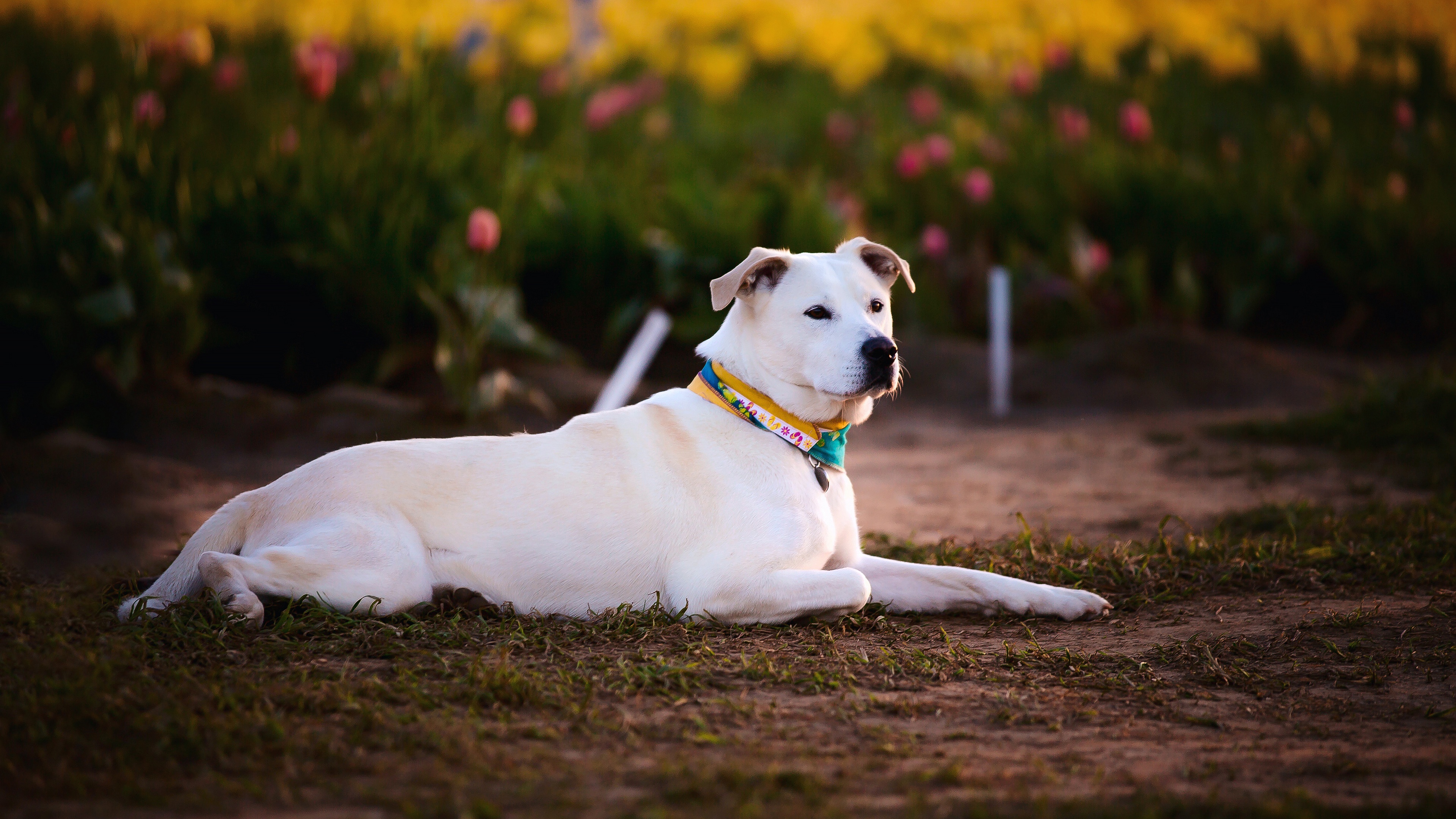 A serene white dog lounges gracefully amidst a picturesque tulip field, bathed in the warm glow of golden hour sunlight.  This 4k wallpaper captures the dog's peaceful repose, the vibrant hues of the flowers, and the tranquility of nature