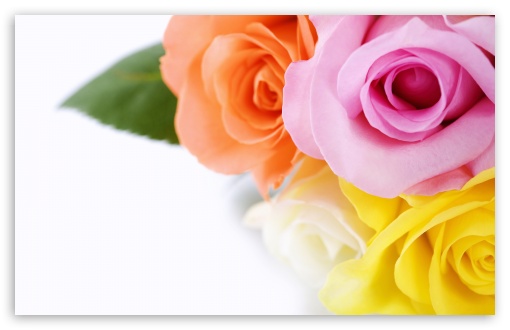 Different Colours Roses HD Wallpaper For Standard Fullscreen