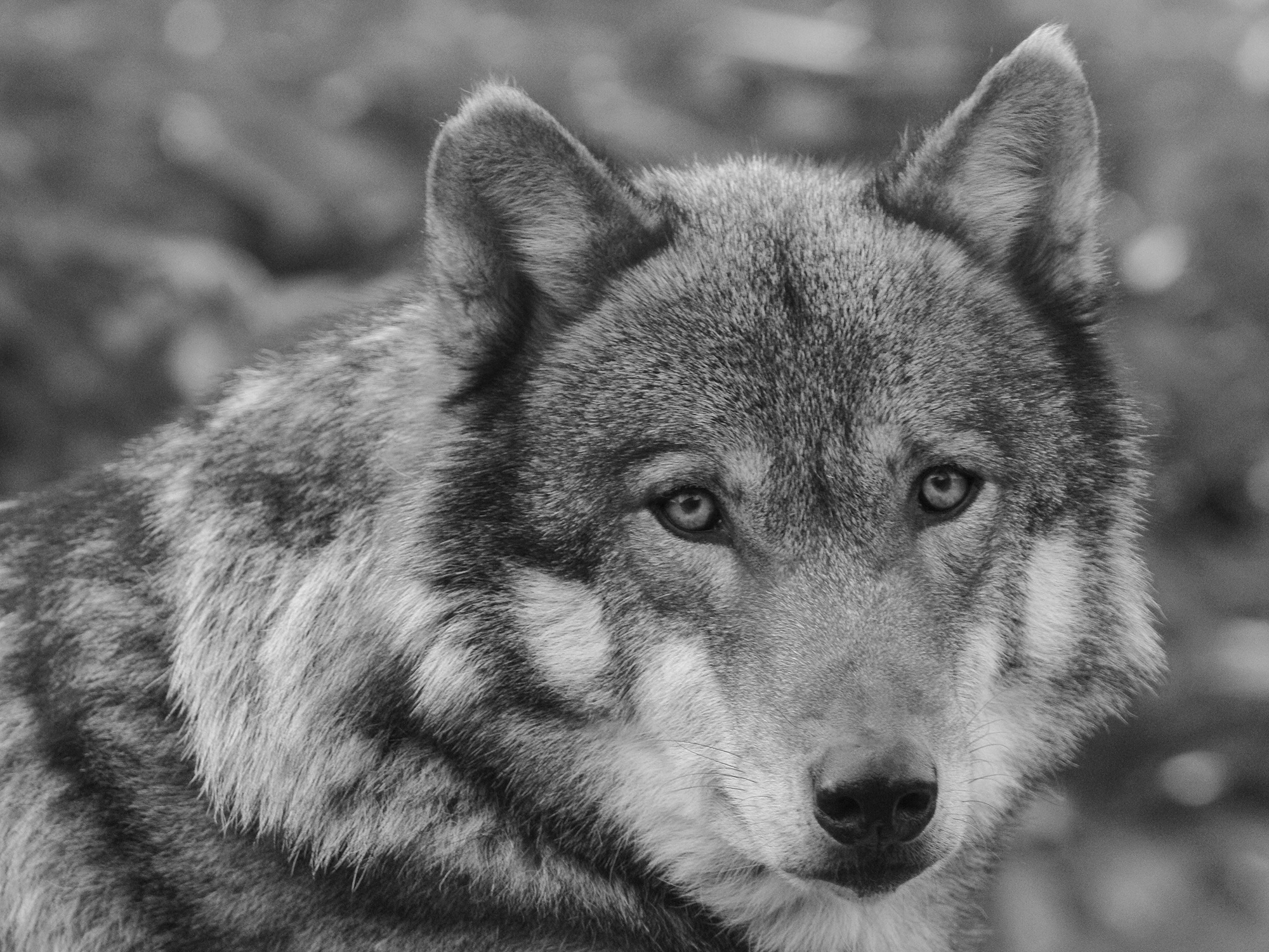 HD wallpaper wolf black black and white wildlife monochrome  photography  Wallpaper Flare