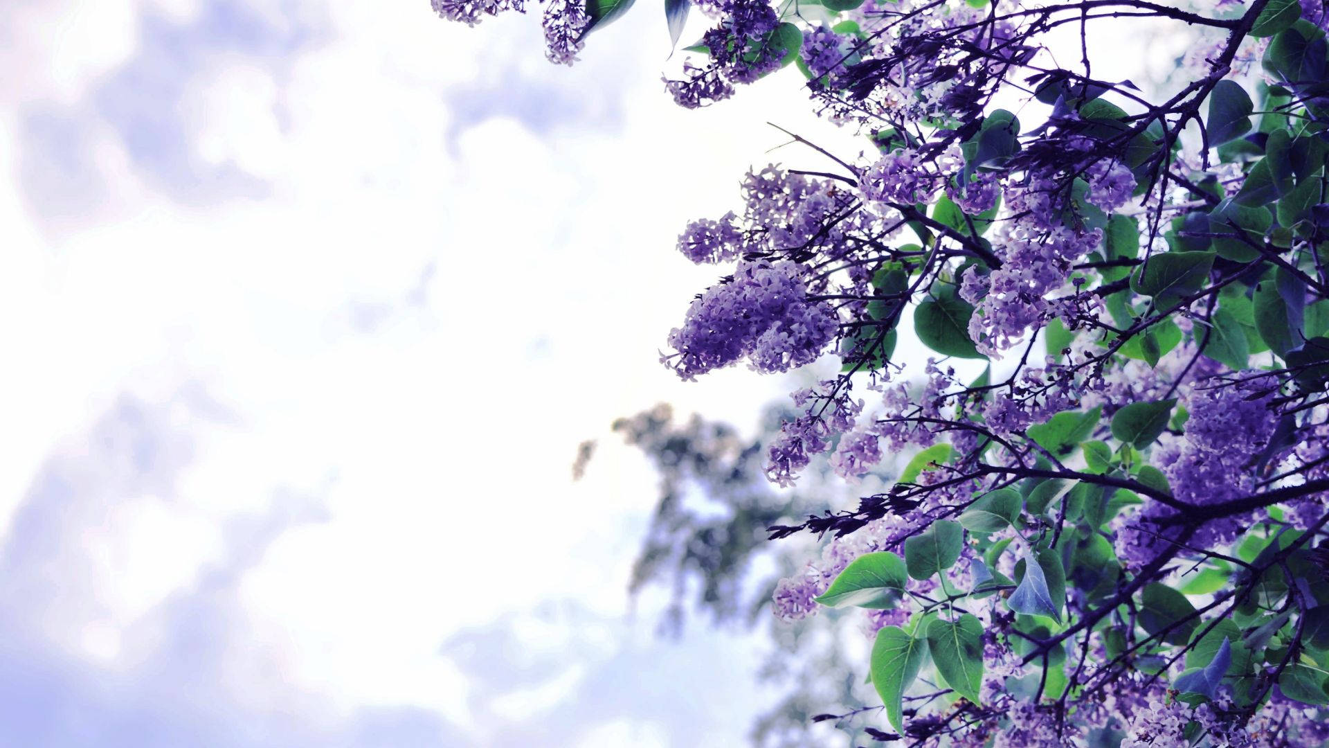 Purple Flower Desktop Wallpaper