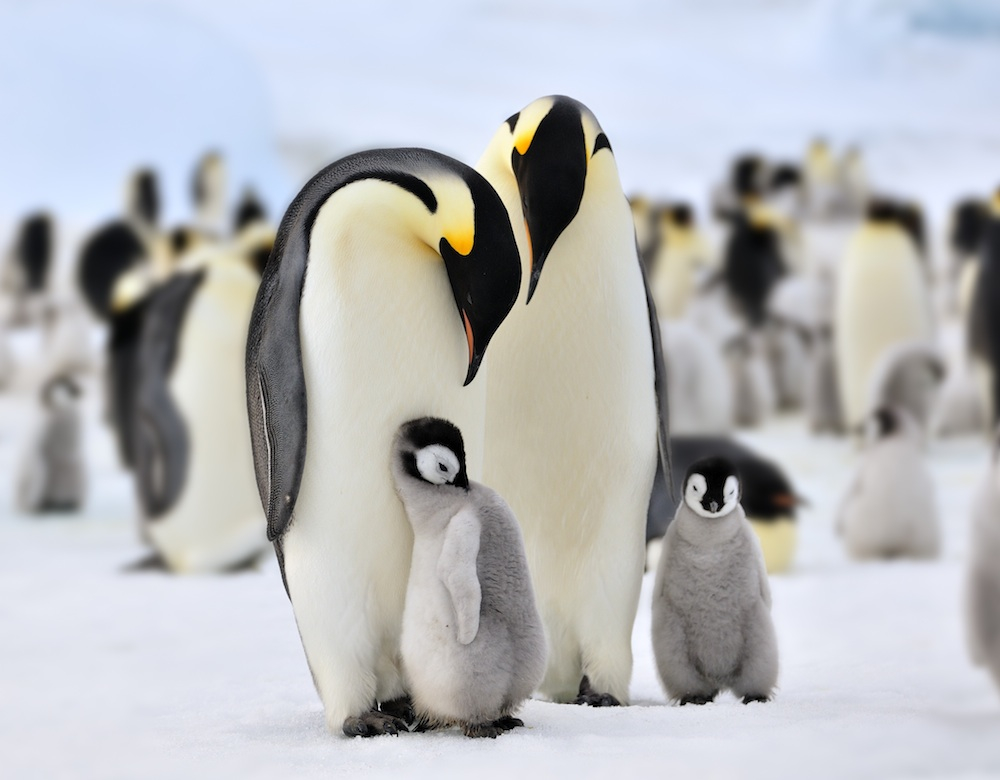 Penguin Antarctic by laogephoto