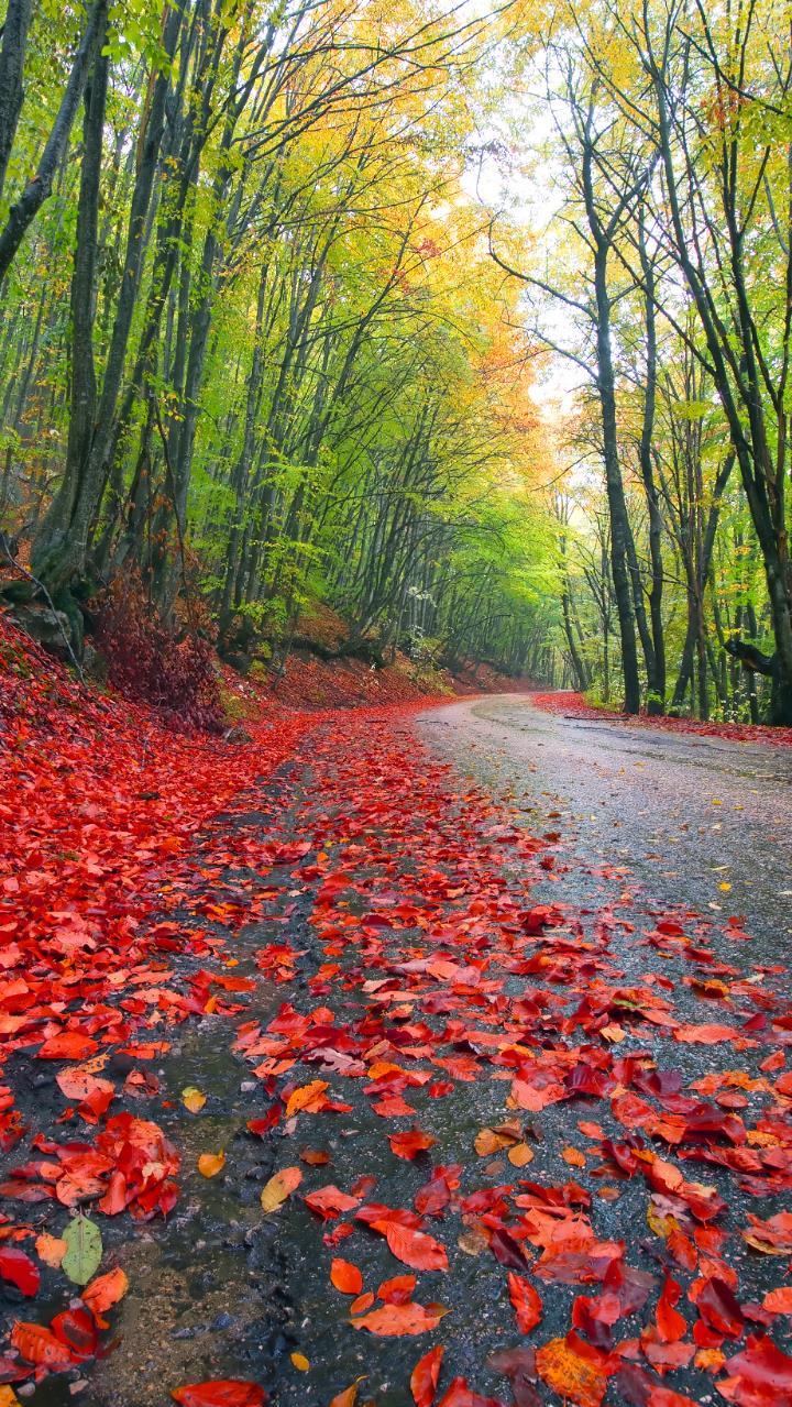 Forest road red tree leafs with green tree beautiful colorful