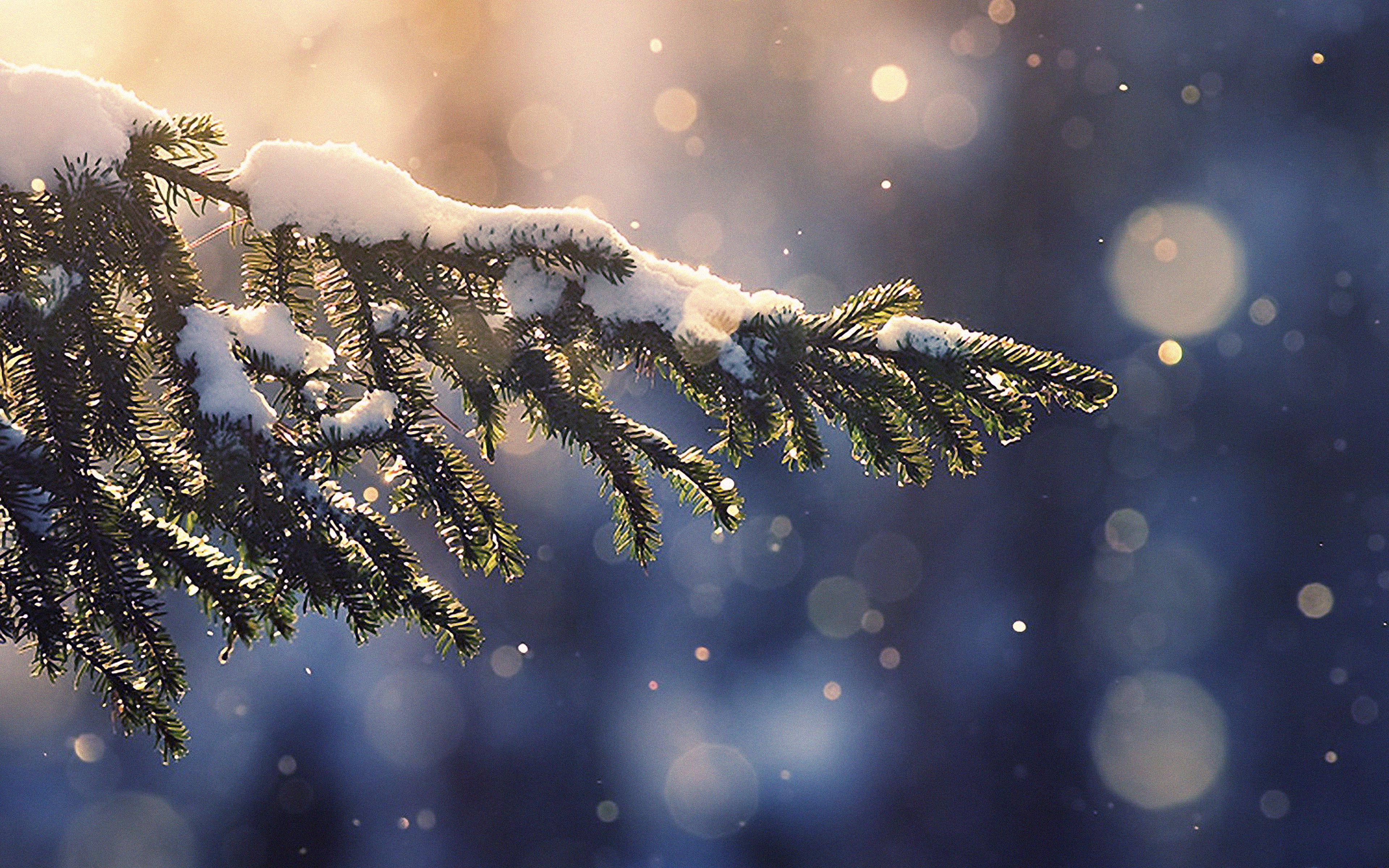 Snow-dusted pine branch in winter sunlight