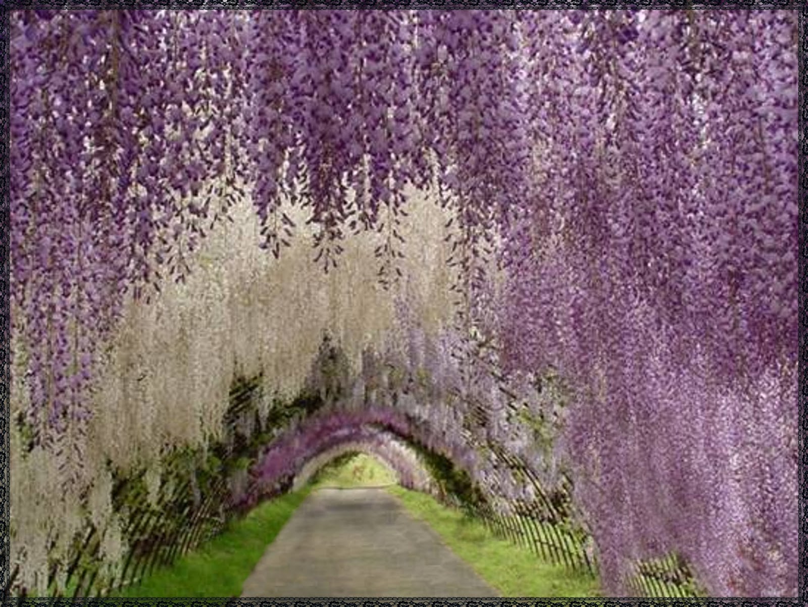Wallpaper Wisteria Tree Is Extreem Beauty Of Nature