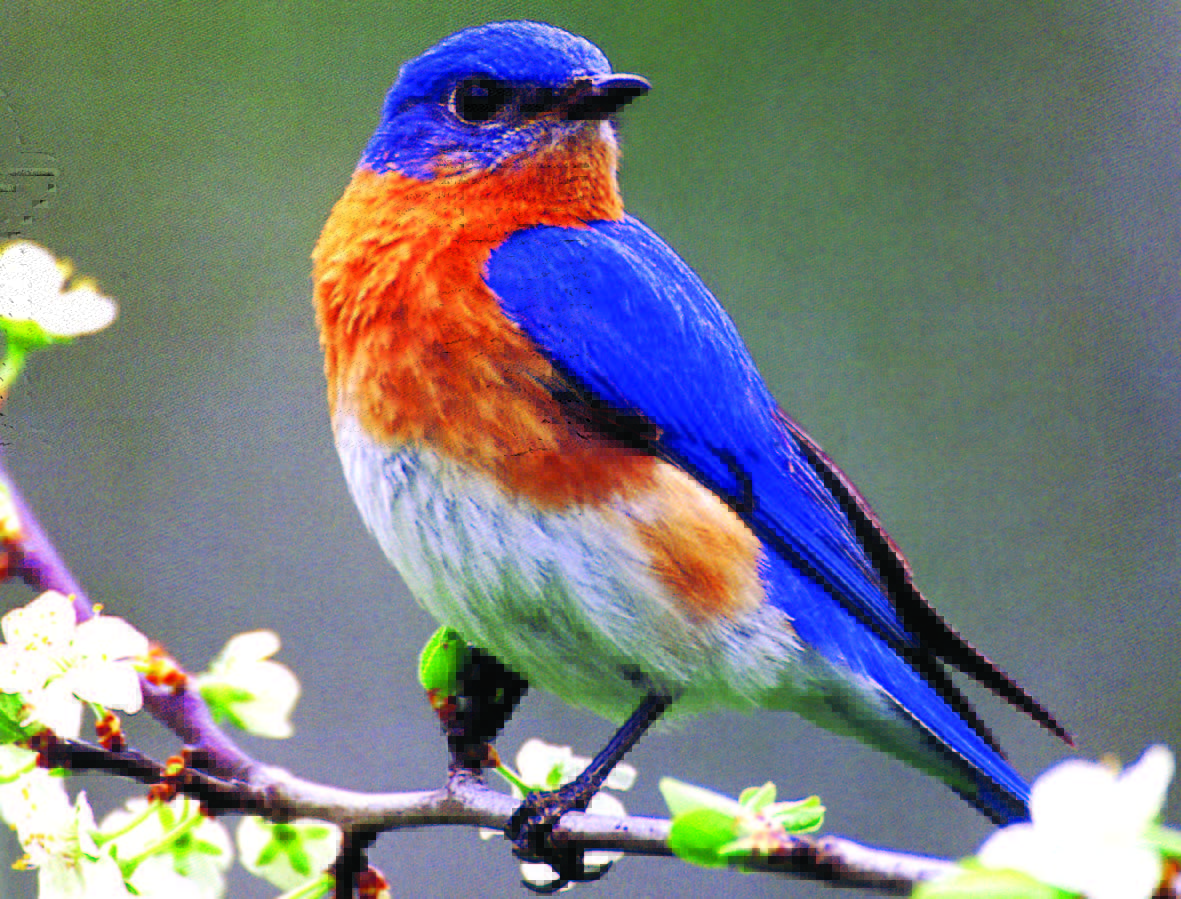 Free download Eastern Bluebirds Wallpaper [1181x899] for your 1181x899
