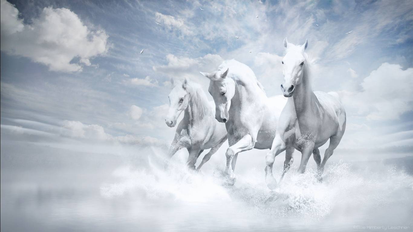White Horse Desktop Wallpaper Of Horses
