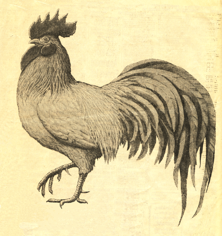 Vintage French Rooster Hot Girls Wallpaper