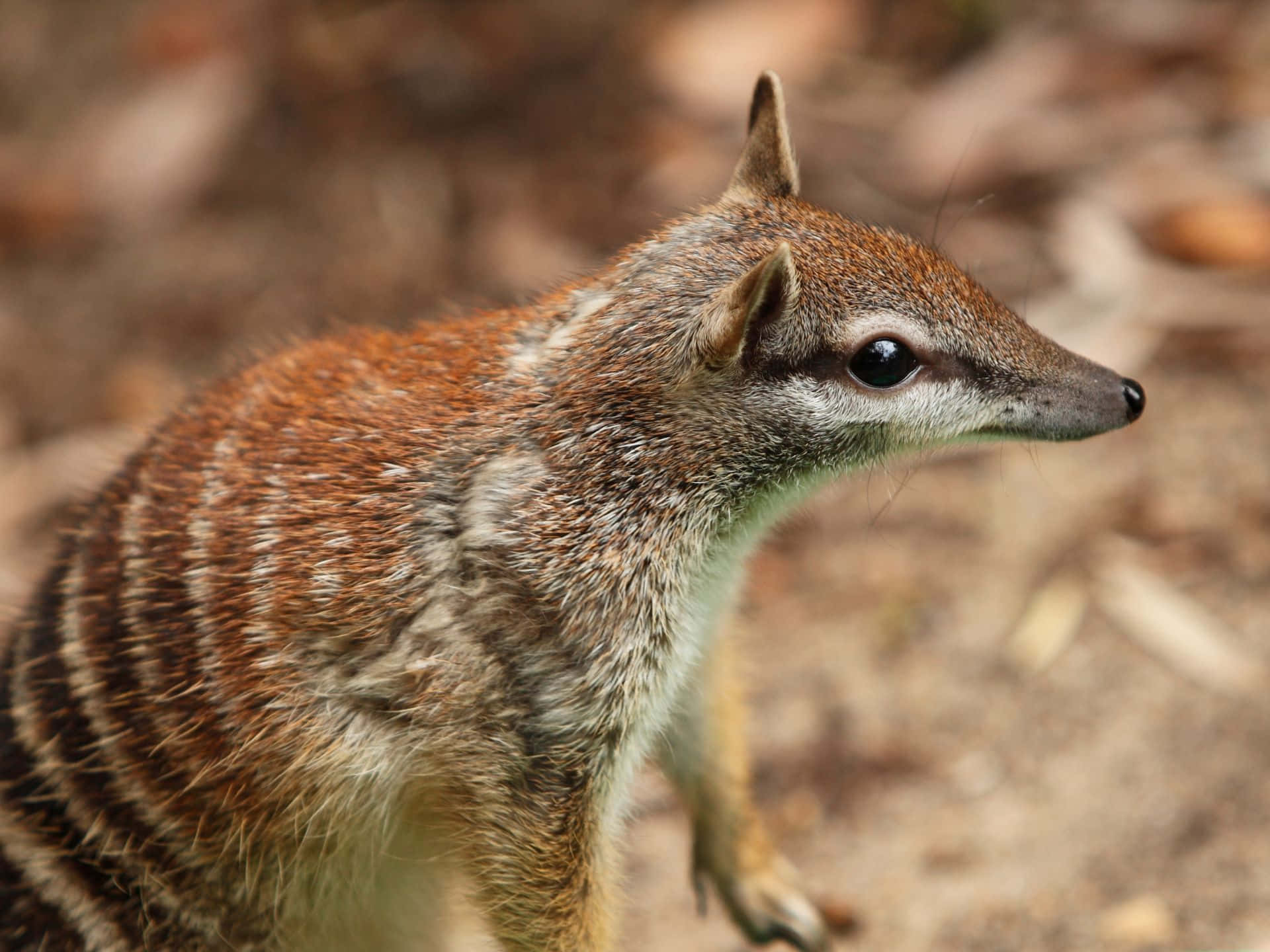 A close-up of a Numbat, showcasing its distinctive striped back and pointed snout, in its natural habitat