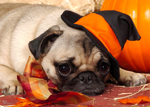 Sad Pug Dog Photo And Wallpaper Beautiful Pictures