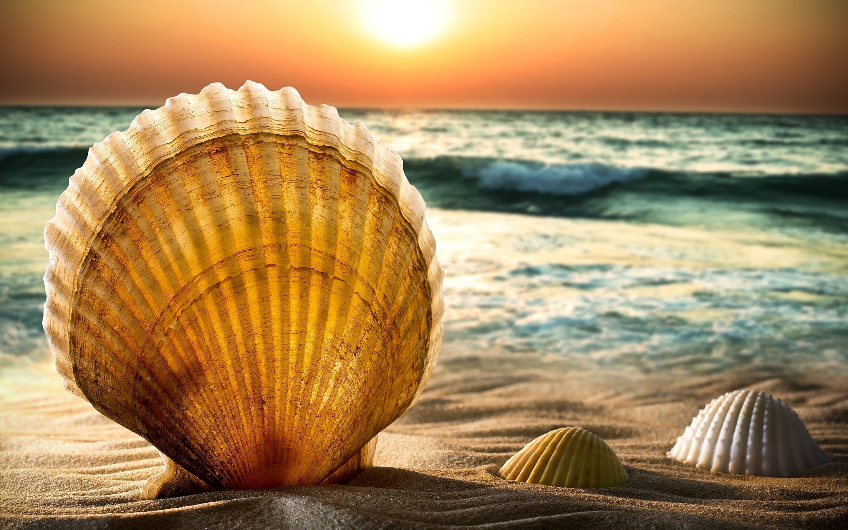 Shells And Sand Beach Sea Water Wave Horizon Sun Sunset Sky Bokeh