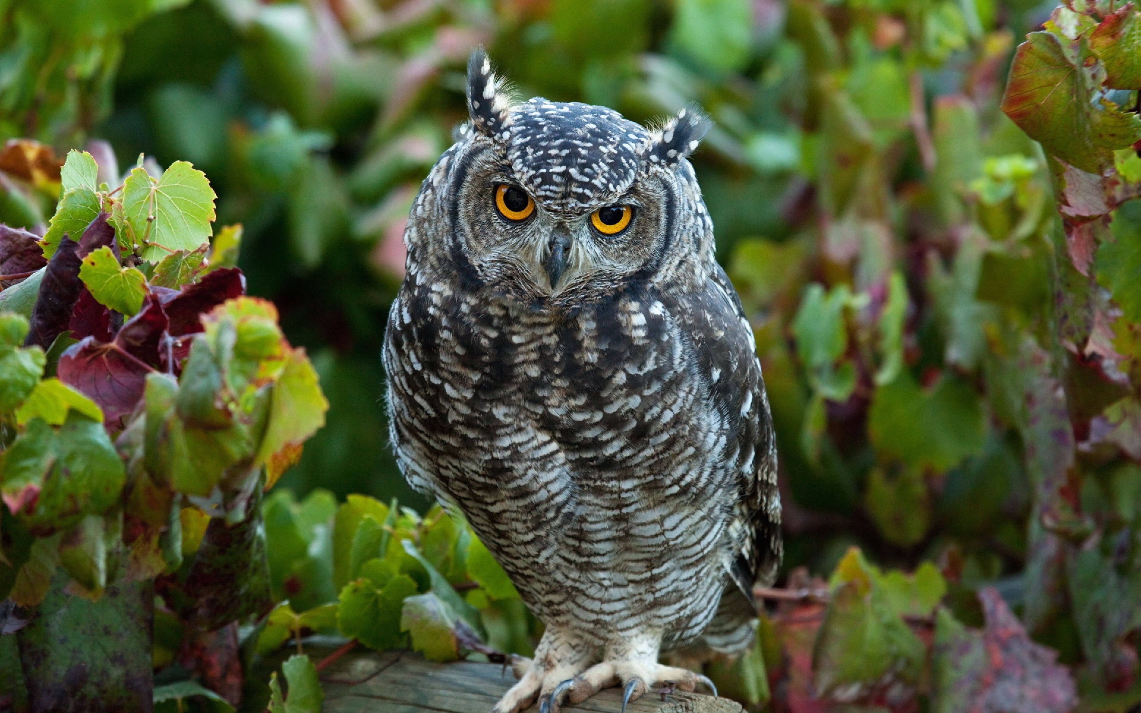 Wallpaper Owl Predator Grass Leaves Bird Ultra HD 4k