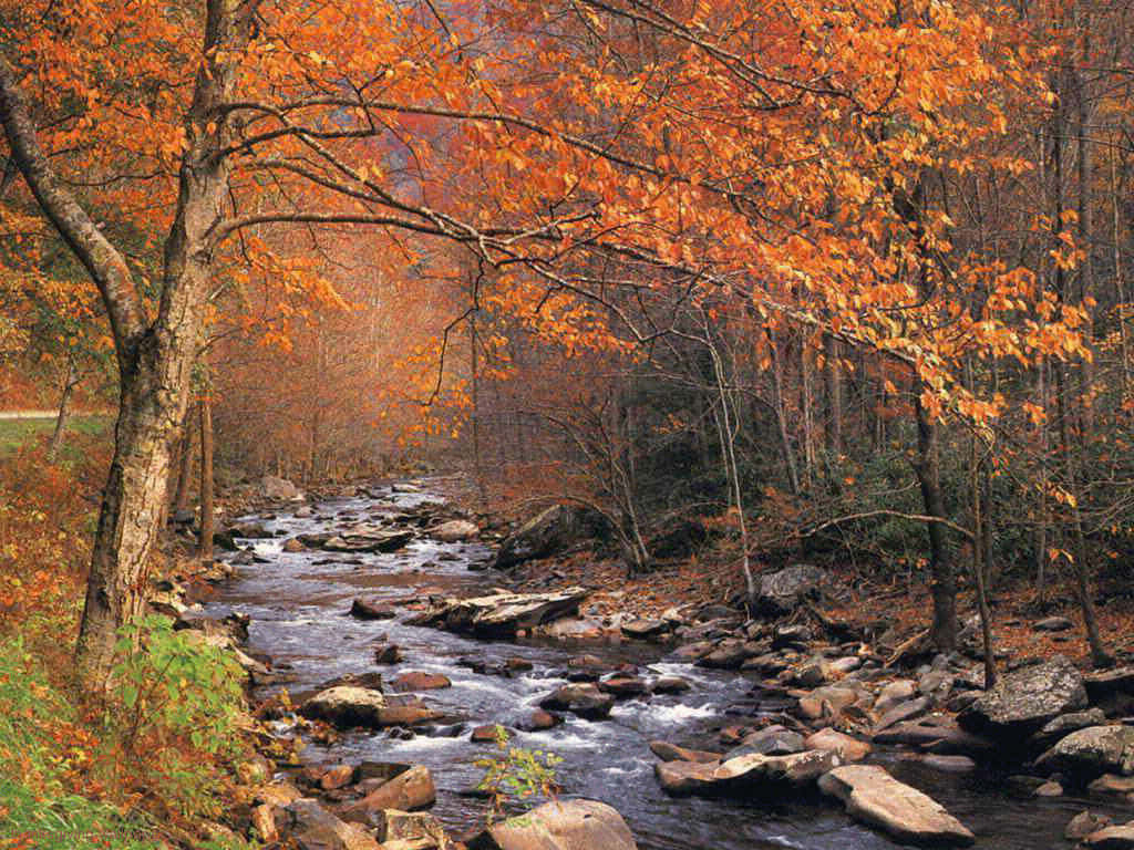 X Autumn Kdyv3m8ubr4036iu Wallpaper