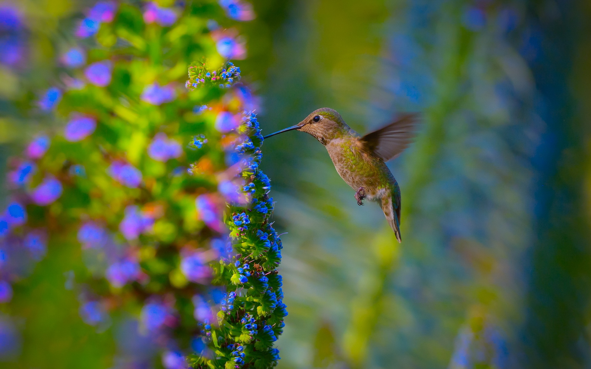 Hummingbird Puter Wallpaper Desktop Background Id