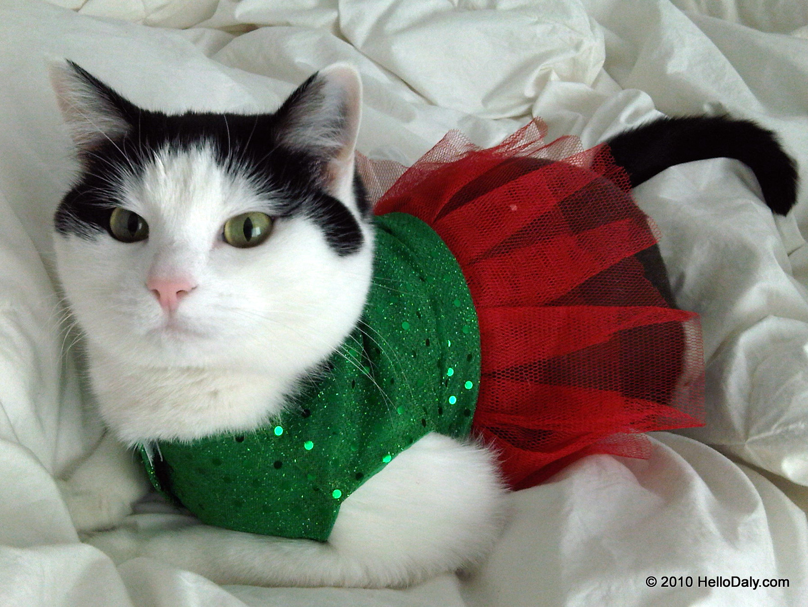 Funny Image Collection Very funny Christmas Cat pictures