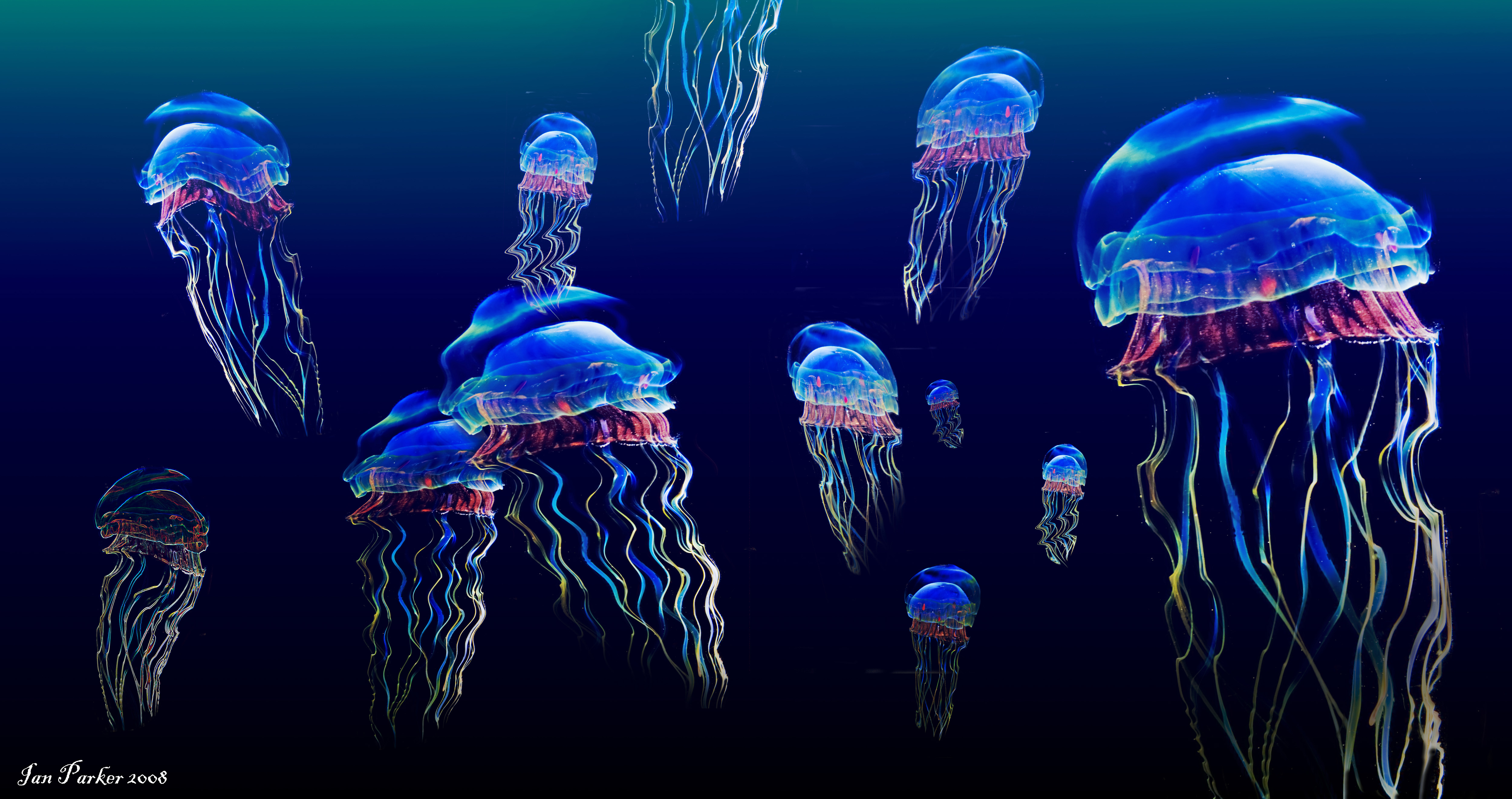 Jellyfish Underwater Ocean Sea Bokeh Jelly Wallpaper Background