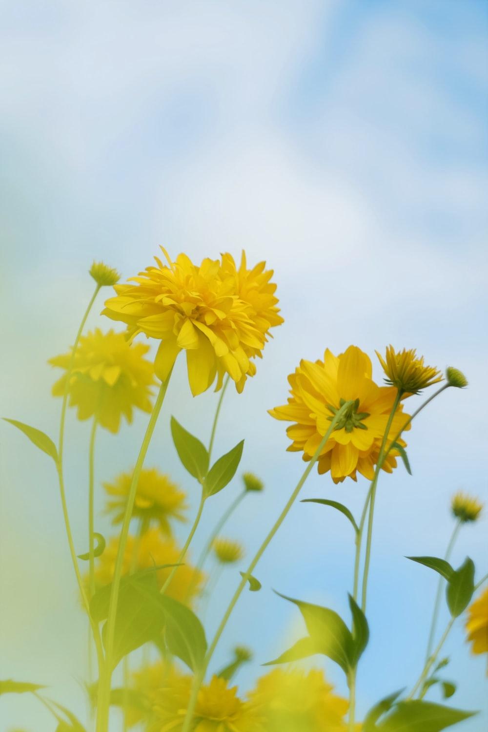 Yellow Flower Under Blue Sky During Daytime Photo