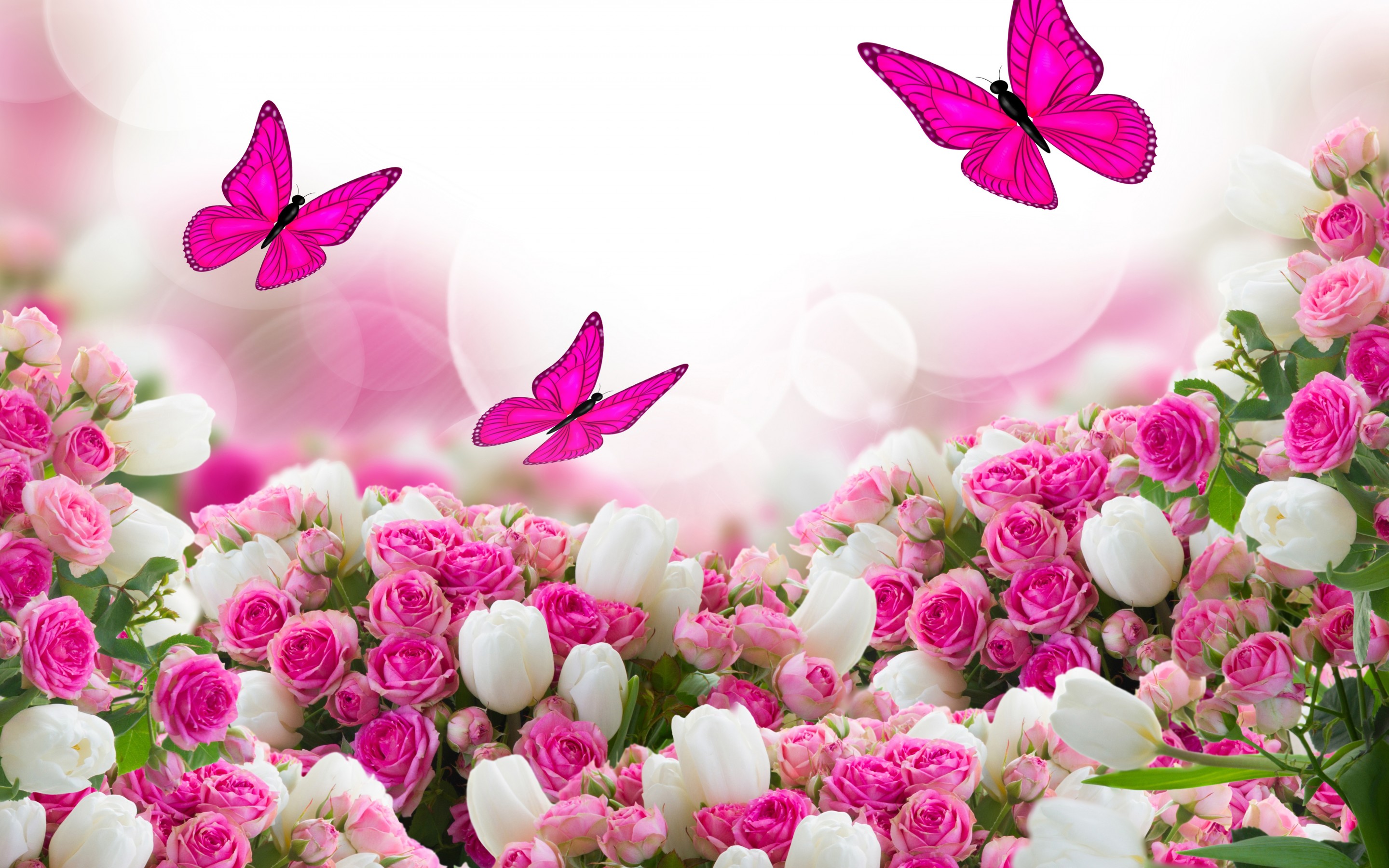 Beautiful Flowers Pink Roses Wallpaper