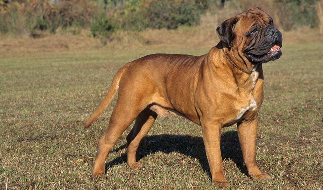 All About Bullmastiff Live Wallpaper For Android Videos Screenshots