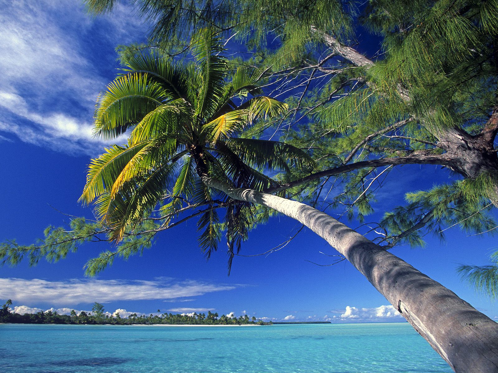 Palm Tree Society Island Beach Wallpaper HD
