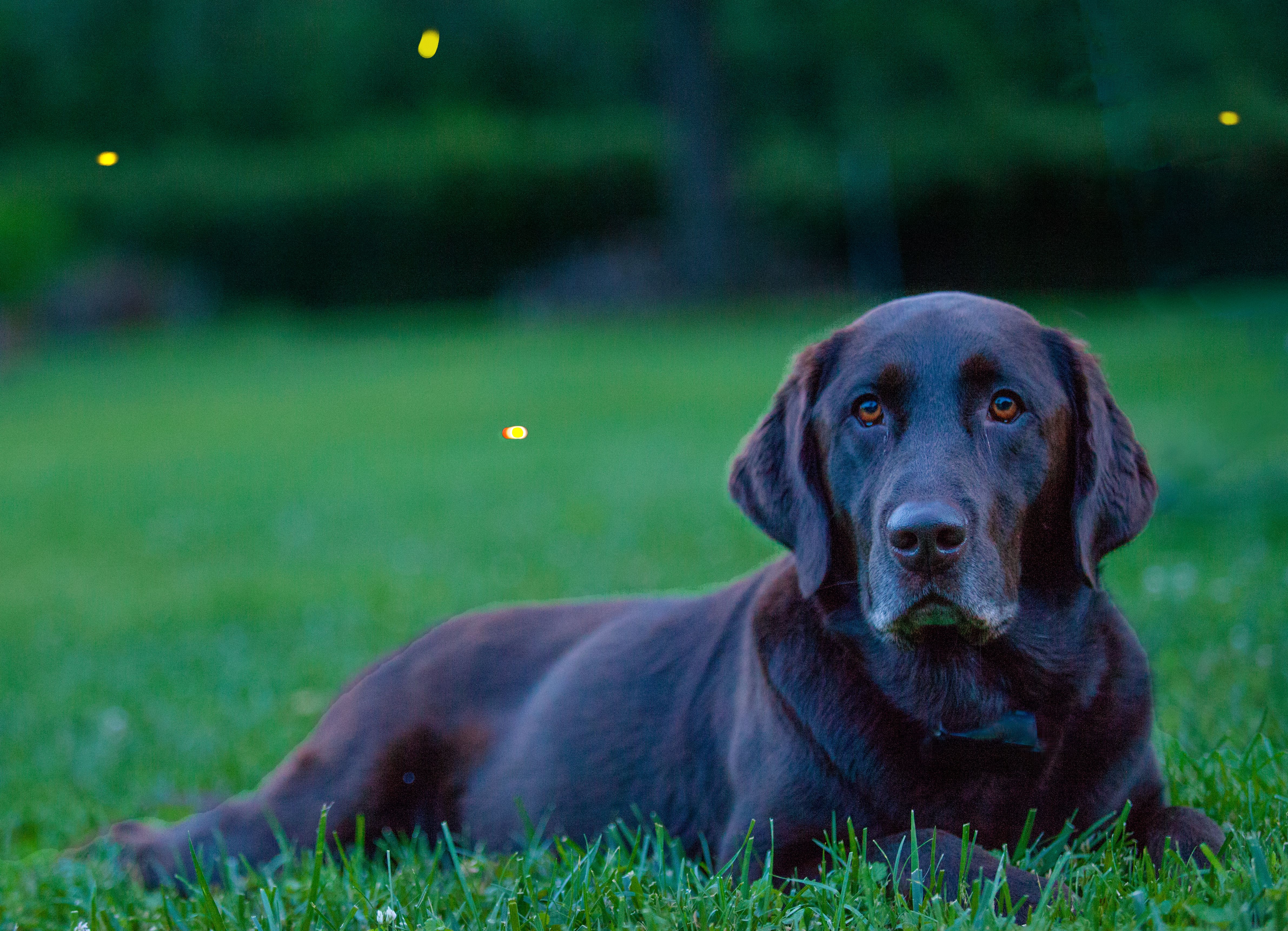 Stunning Labrador Retriever 4k Ultra HD Wallpaper