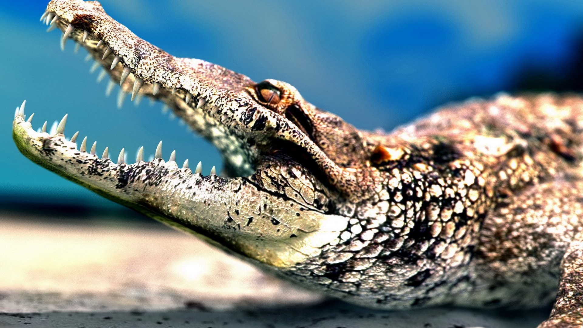 Big Mouth Crocodile Sharp Teeth Wallpaper Full
