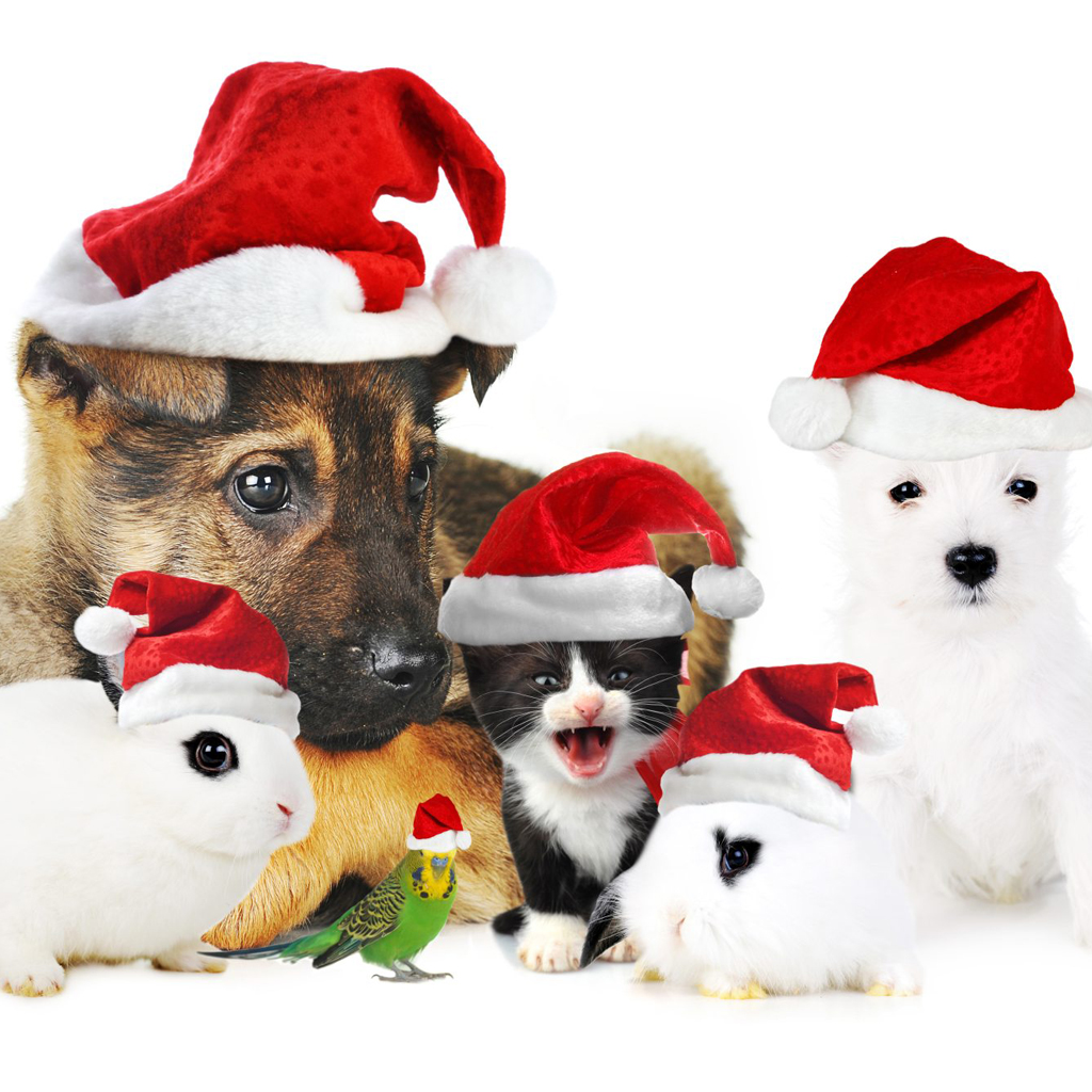 Christmas Pets iPad Wallpaper Dogs