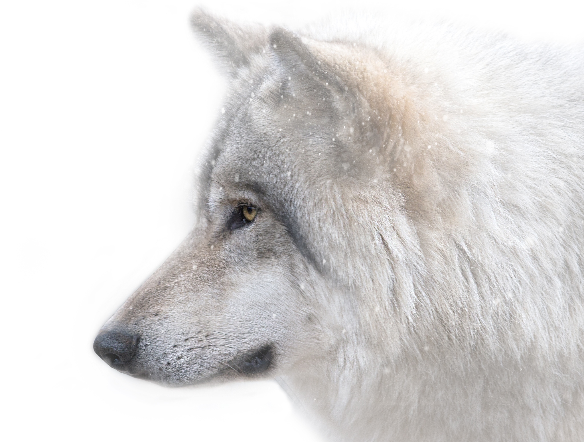 Wallpaper Wolf Predator Snout Dog