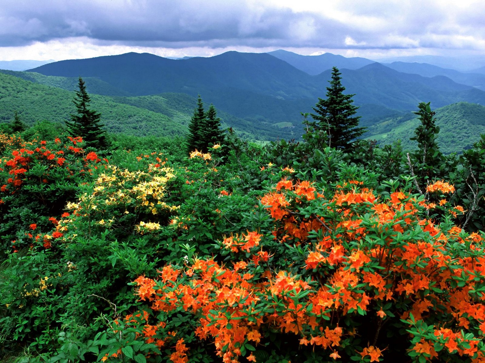 Flame Azaleas In Bloom Appalachian Trail North Carolina Flowers