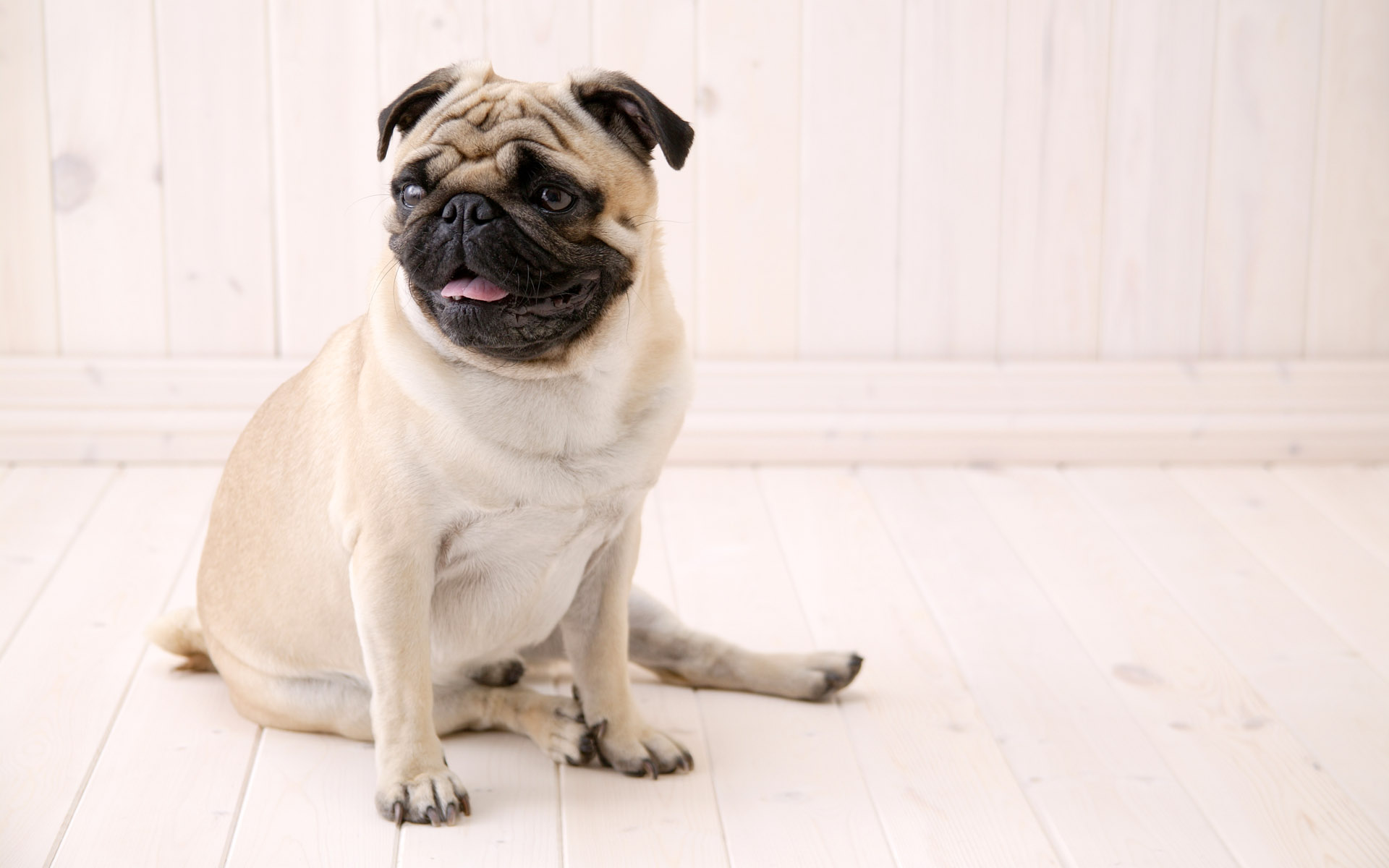 Sitting Pug Wallpaper And Image Pictures Photos