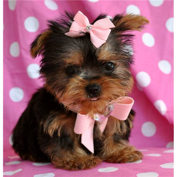 Teacup Yorkie Puppies For Adoption Nice Baby Face