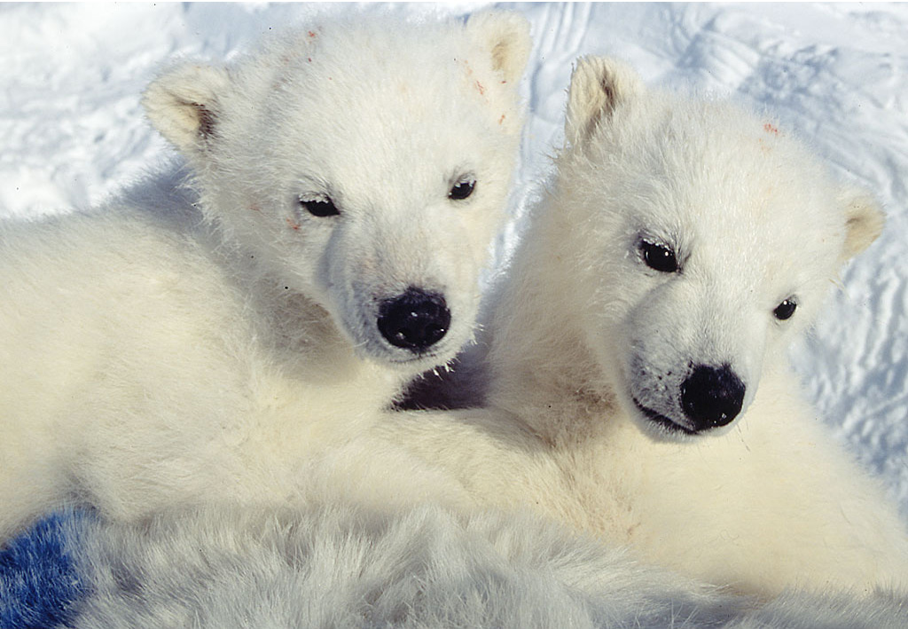 Baby Polar Bears By Dedese