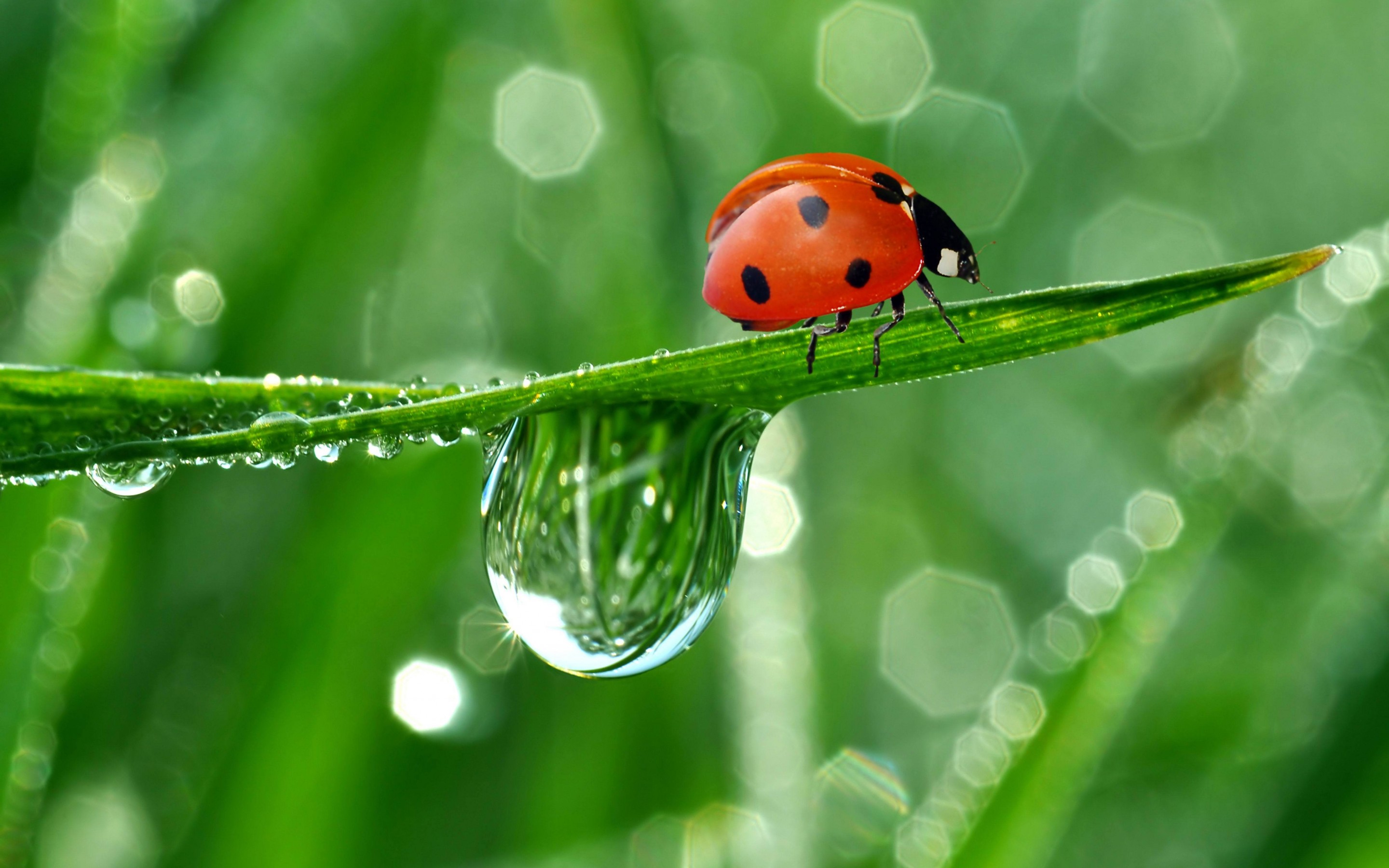 10 Lovely HD Ladybug Wallpapers   HDWallSourcecom