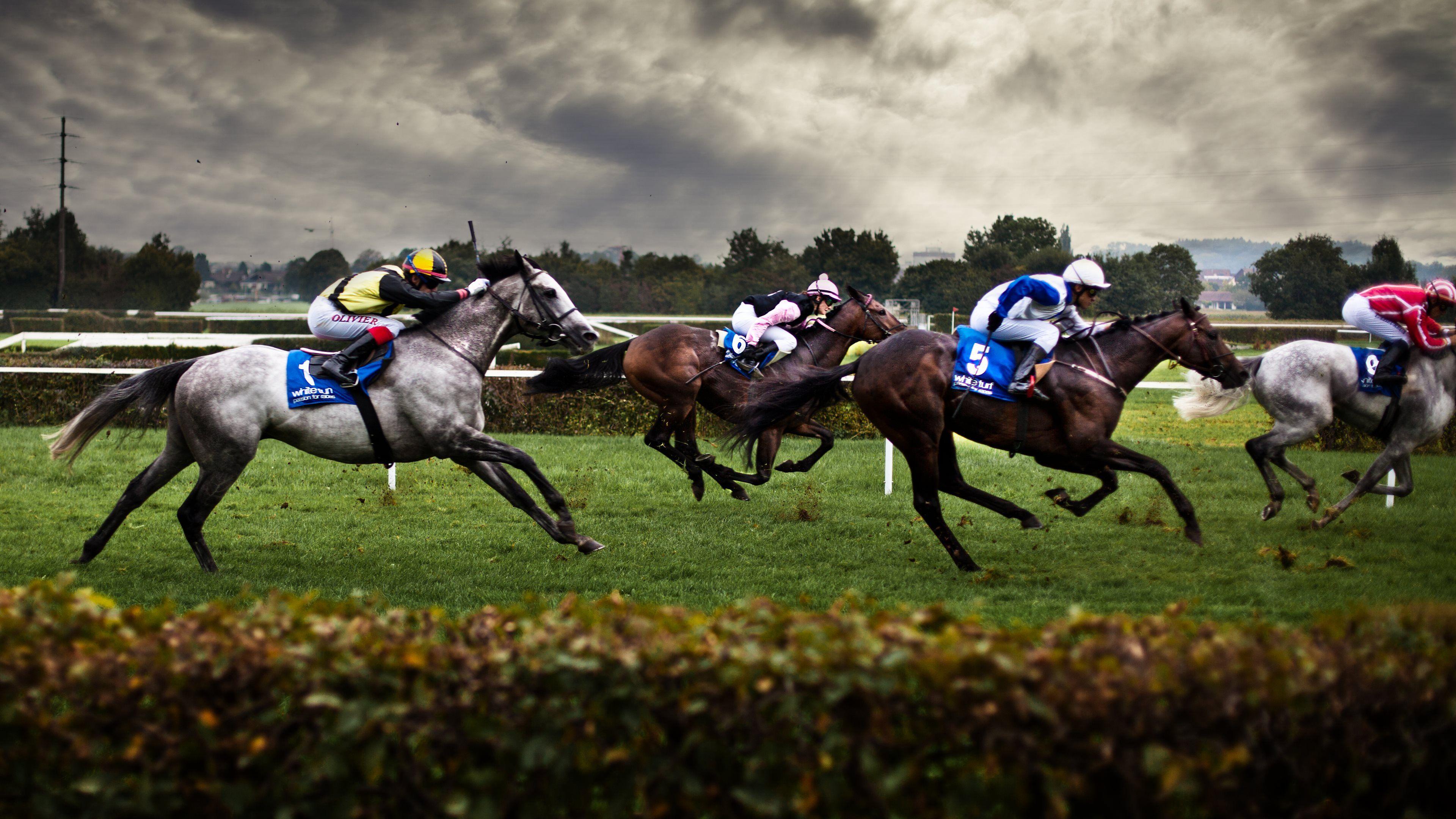 Racehorse Wallpaper