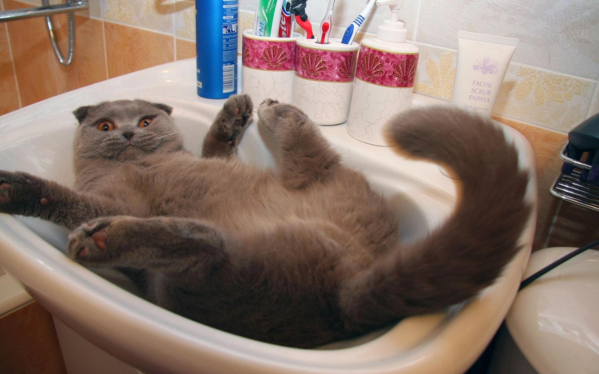 Very Funny Pics Of Cats And Photo Wallpaper In Sink