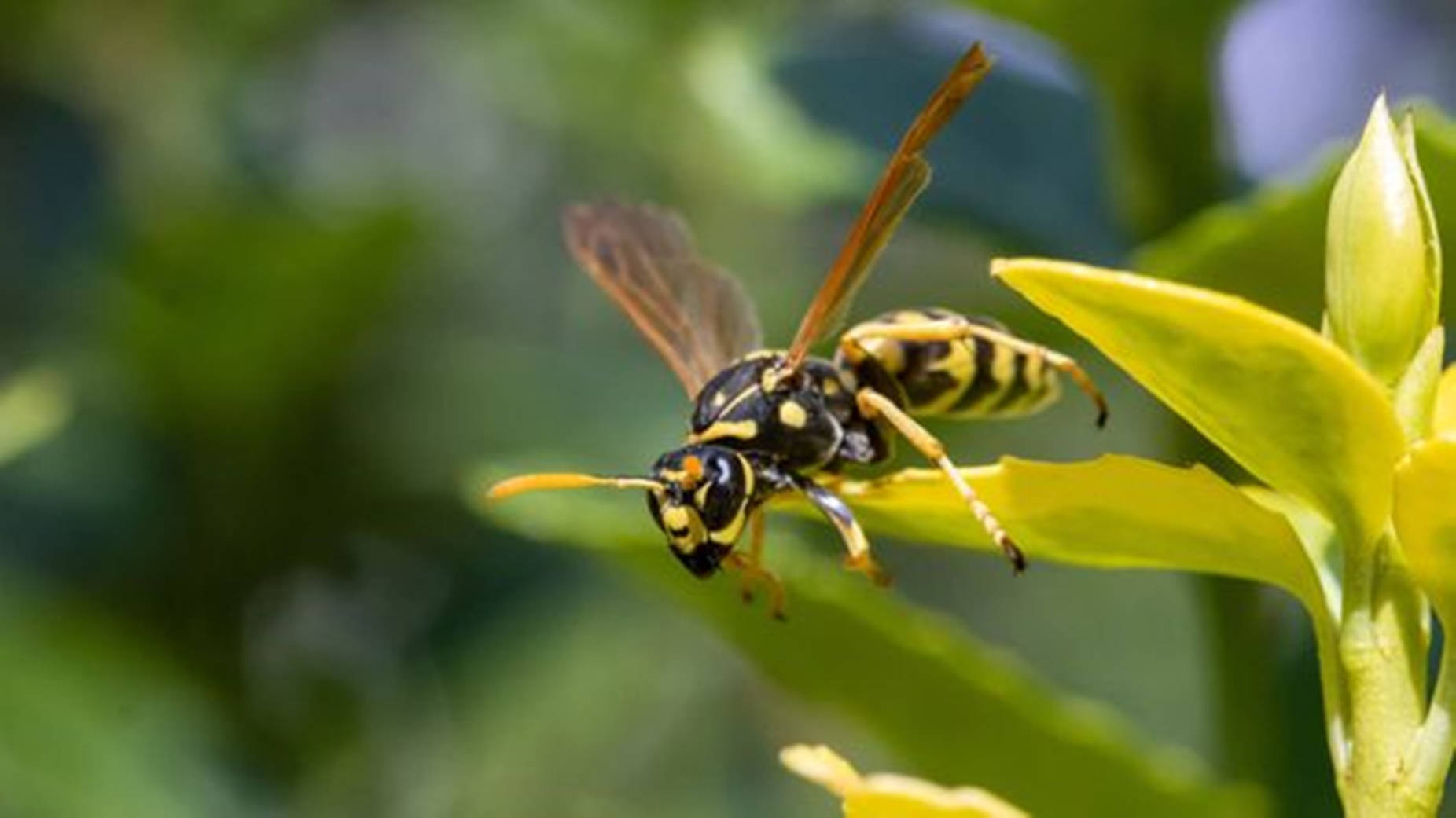 Wasp Flower Pollinating Insect Le59rn2lxzdeqhyy Wallpaper