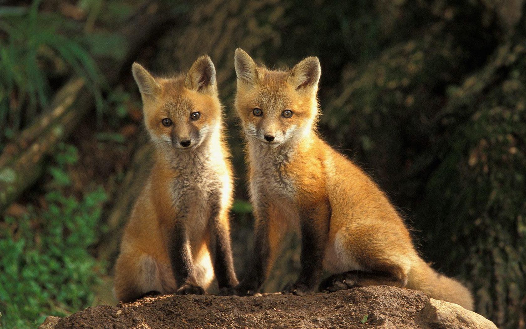 Fox Wallpaper Animals The Desktop HD