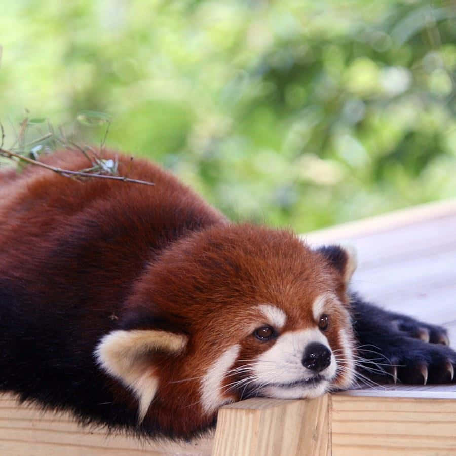 Bored Cute Red Panda Picture Wallpaper