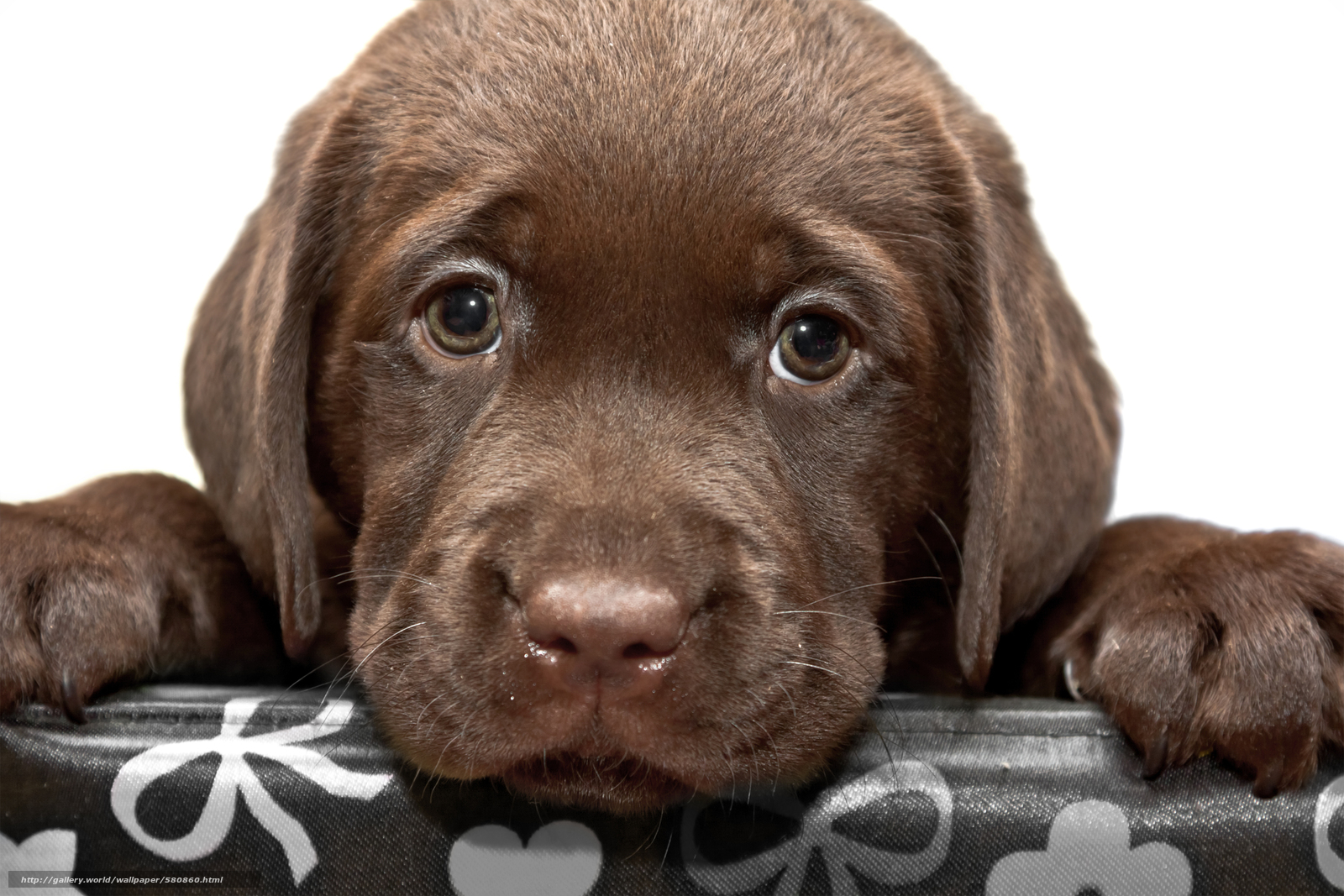 Wallpaper Puppy Labrador Dog Desktop In The