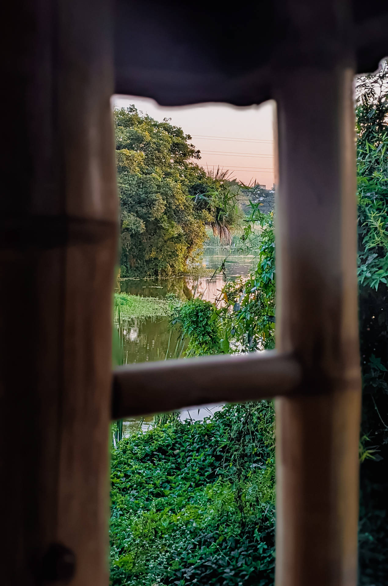 Top Bamboo HD Wallpaper Full 4k To Use