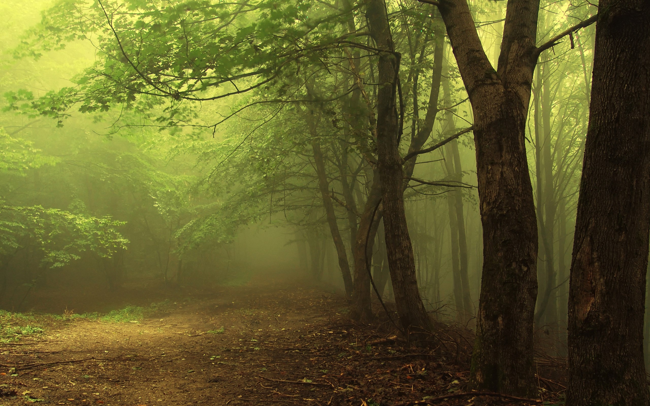 Foggy Spring Weather In The Forest Wallpaper And Image