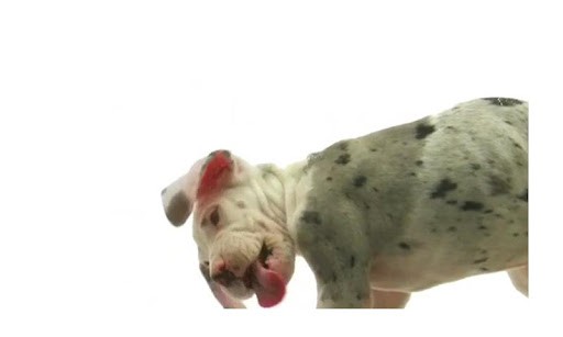 Keywords Dog Screen Saver Live Wallpaper Puppy Lick