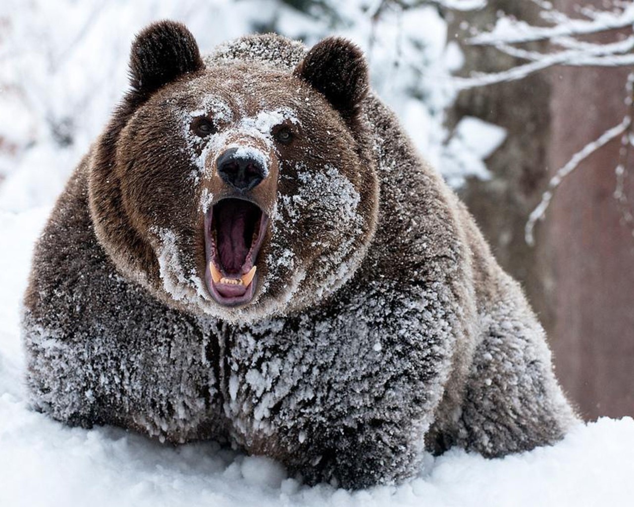 Wallpaper Winter Snow Grizzly